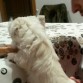 Me desespero por ver que hay en la mesa!!!!